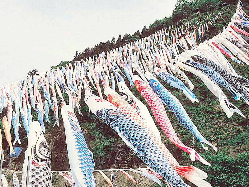 鯉のぼり 五月鯉幟 特大 堺五月鯉幟「高儀」】丸額入り手描き