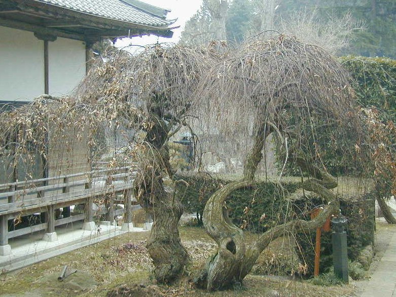 日本吉 - NIPPON-KICHI